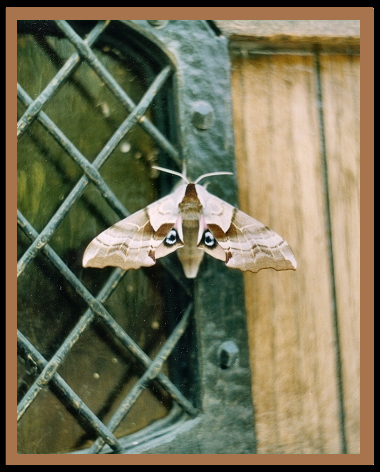 Oak Castle Door, Hander Woodworking